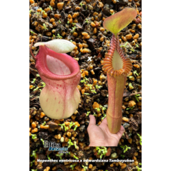 Nepenthes ventricosa x edwardsiana T1 (gxEB24)-Nepenthes d'altitude