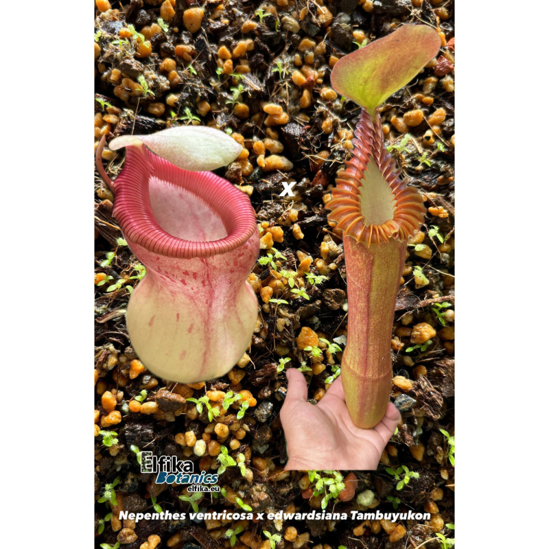 Nepenthes ventricosa x edwardsiana T1 (gxEB24)-Nepenthes d'altitude