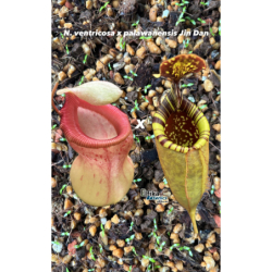 Nepenthes ventricosa x palawanensis Jin Dan (gxEB24)-Nepenthes d'altitude