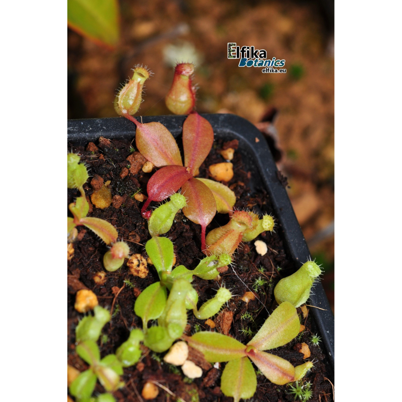 Nepenthes ventricosa x palawanensis Jin Dan (gxEB24) – urnes des parents