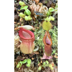 Nepenthes ventricosa x macrophylla T1 (gxEB24)-Nepenthes d'altitude