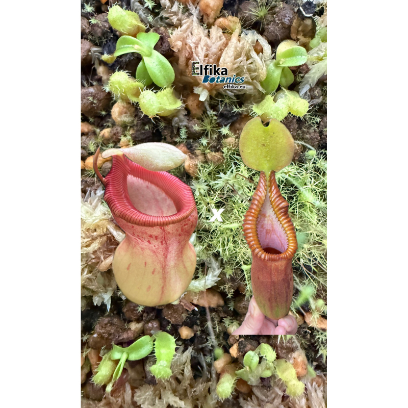 Nepenthes ventricosa x macrophylla T1 (gxEB24)-Nepenthes d'altitude