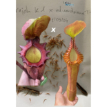 Nepenthes rajah K1 x edwardsiana T1 (gxEB24) – urnes des parents