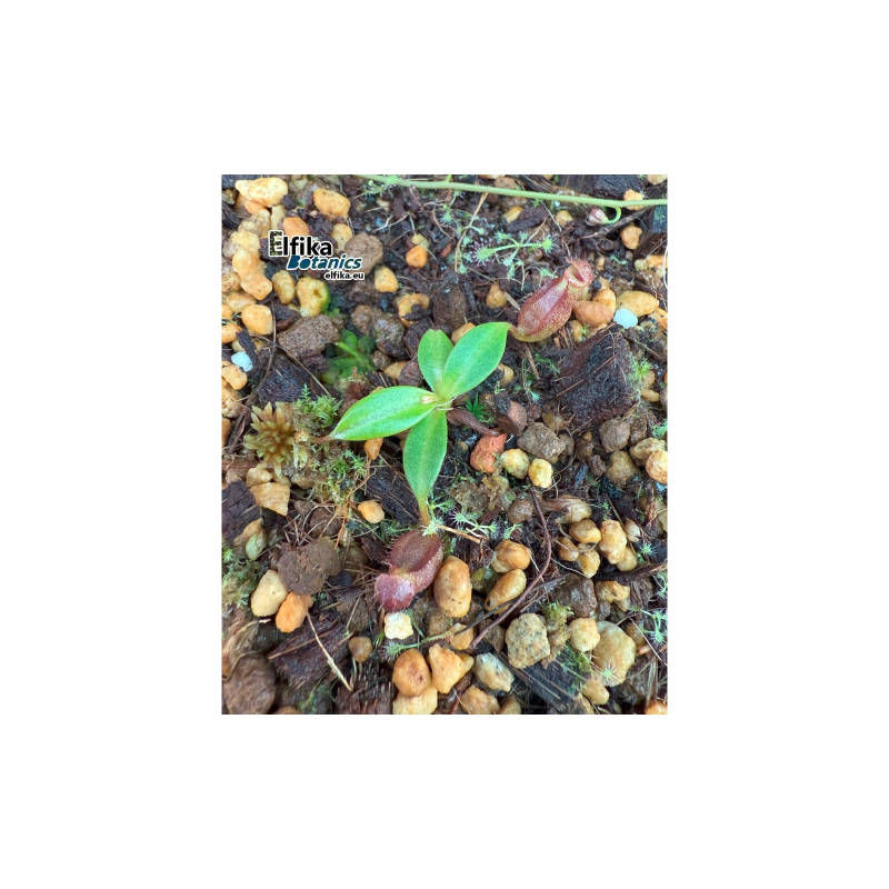 Nepenthes rajah K1 x edwardsiana T1 (gxEB24) – urnes des parents
