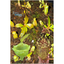 Nepenthes flava x palawanensis Jin Dan (gxEB24)-Nepenthes d'altitude