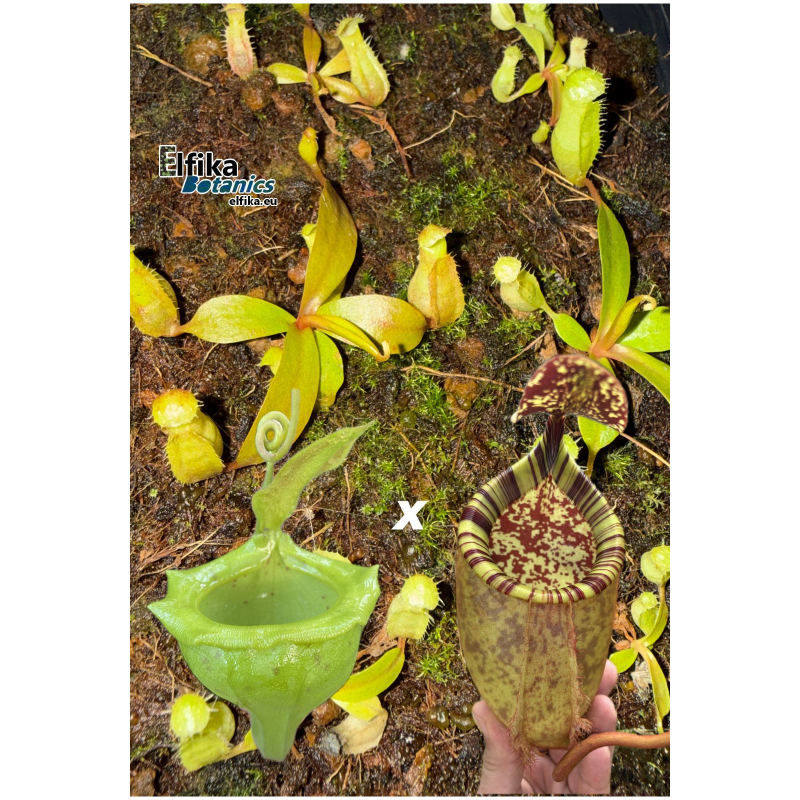 Nepenthes flava x palawanensis Jin Dan (gxEB24)-Nepenthes d'altitude