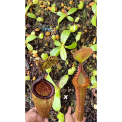 Nepenthes palawanensis LinLin x edwardsiana T1 (gxEB24)-Nos offres du moment