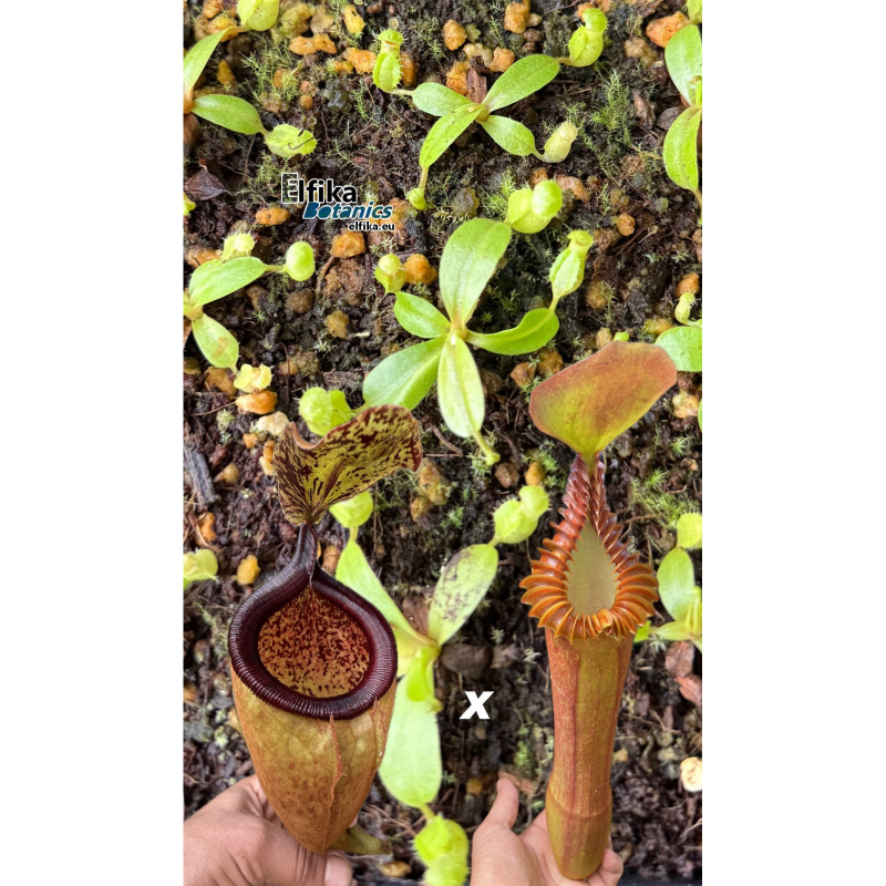 Nepenthes palawanensis LinLin x edwardsiana T1 (gxEB24)-Nos offres du moment