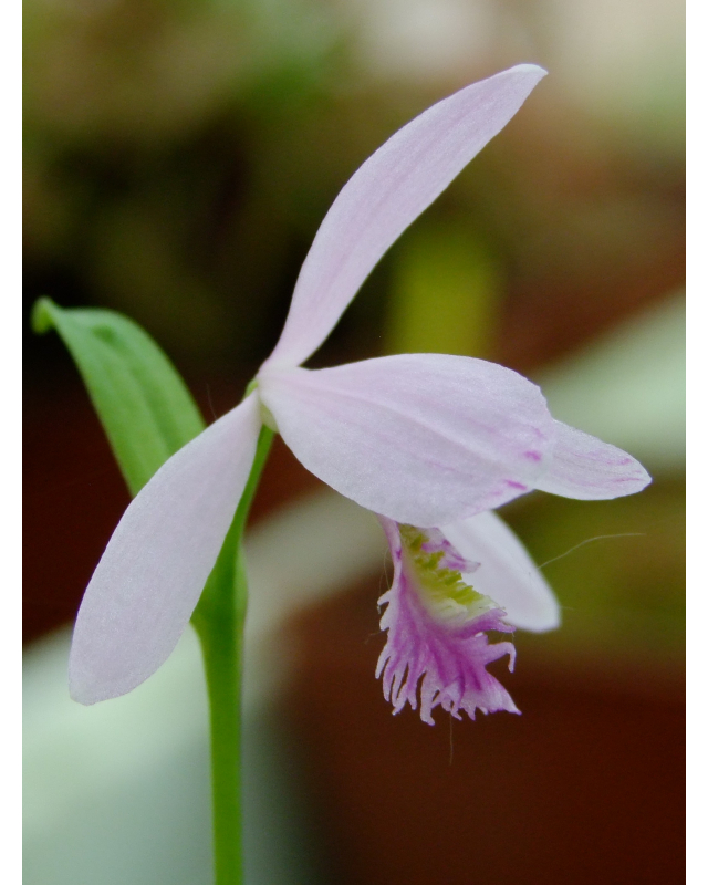 Pogonia ophioglossoides Pogonia ophioglossoides