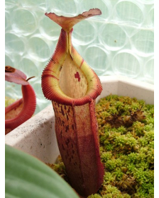 Népenthes burbidgeae x edwardsiana