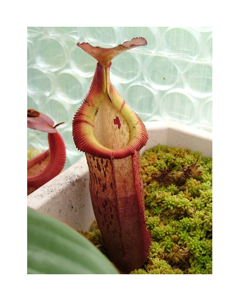 Népenthes burbidgeae x edwardsiana