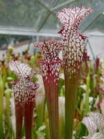 S. leucophylla -- red Tube,Perdido, AL