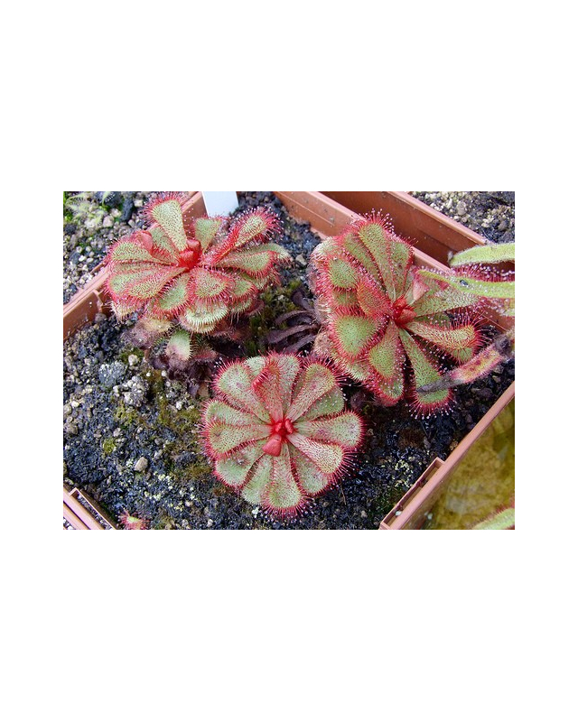Drosera slackii