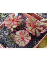 Drosera slackii