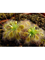 Drosera ericksoniae x pulchella Drosera ericksoniae x pulchella