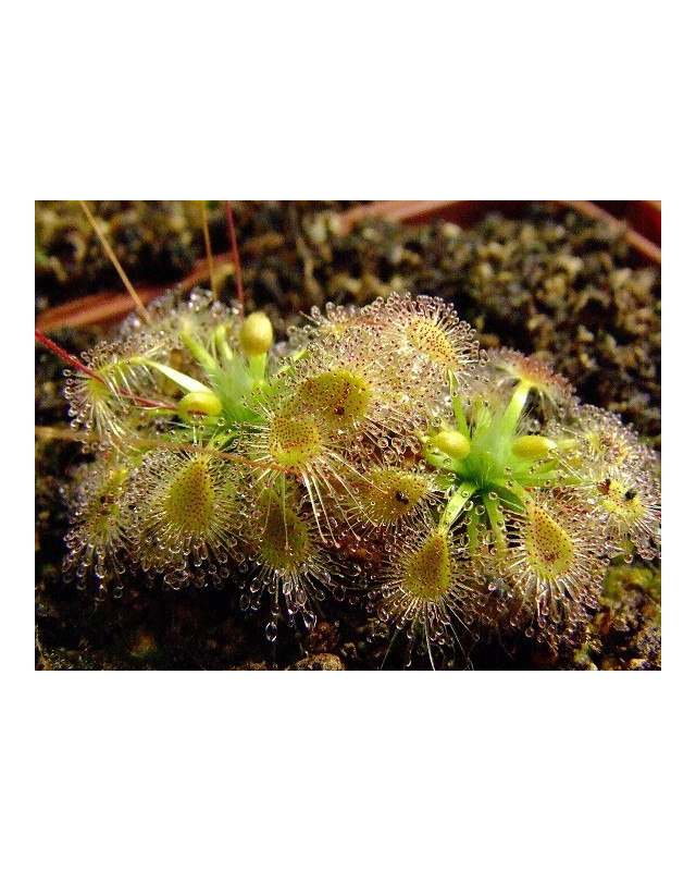 Drosera ericksoniae x pulchella