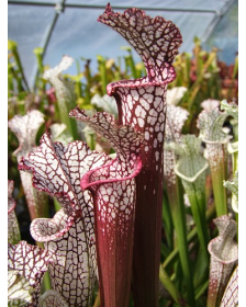 S. leucophylla -- red Tube,Perdido, AL