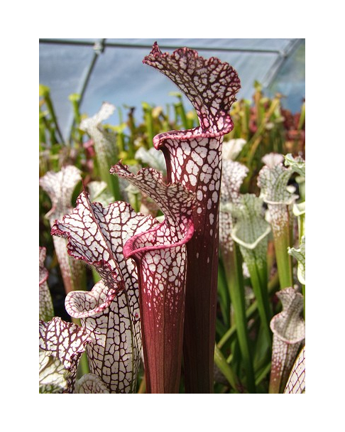 S. leucophylla -- red Tube,Perdido, AL