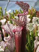 S. leucophylla -- red Tube,Perdido, AL