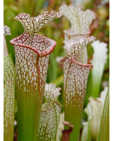 S. leucophylla -- pouty Lip 