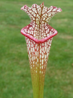 S. leucophylla -- pouty Lip 