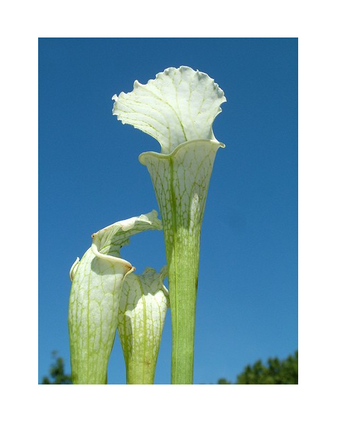 SL67 S. leucophylla -- White Top "GHOST"