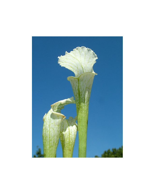 SL67 S. leucophylla -- White Top "GHOST"