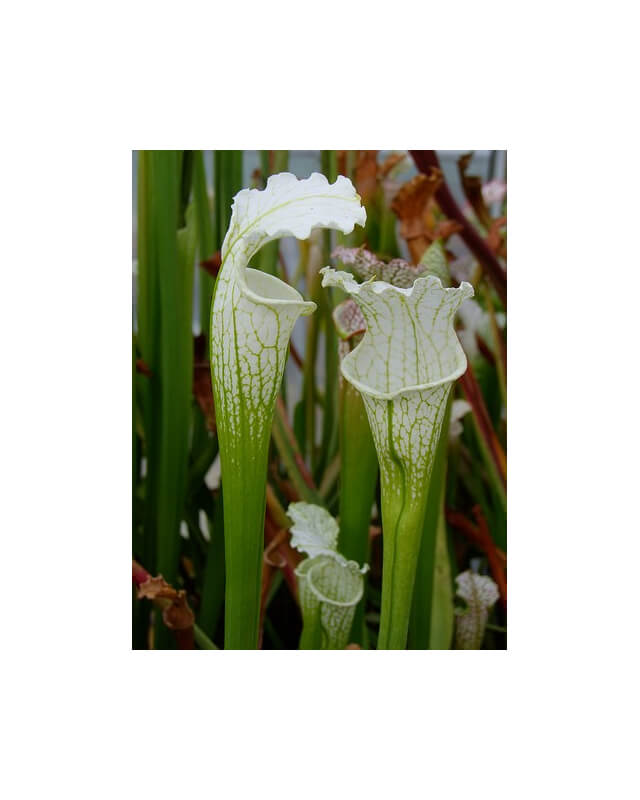 SL67 S. leucophylla -- White Top "GHOST"
