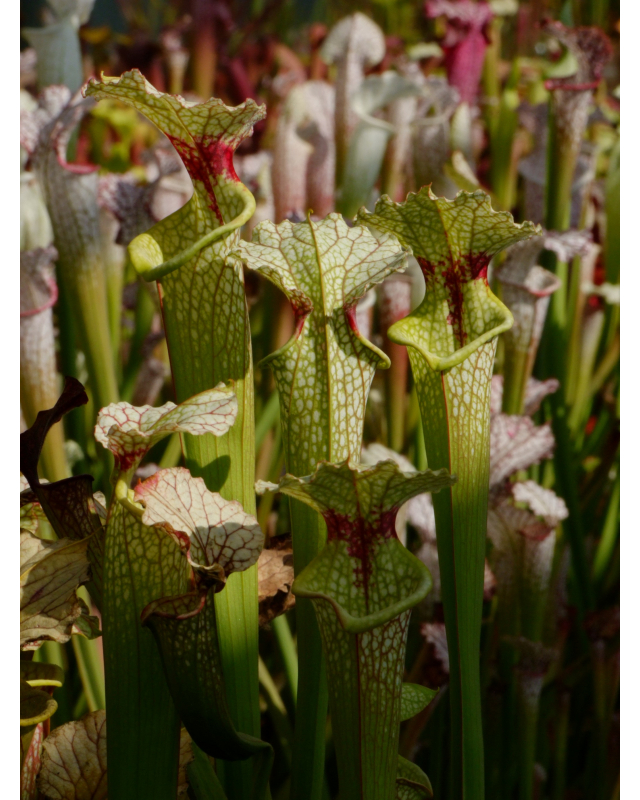 S.x Moorei -- Florida, W, S. flava var. rugelii x leucophylla (H34 MK)