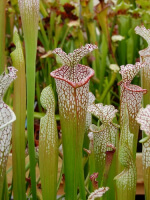 S. leucophylla -- pouty Lip 