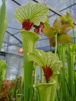 S.x Moorei -- Wilkerson moorei clone 1, Bay Co. FL (W) Brooks Garcia 2006(H155,MK)