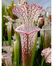 S. leucophylla -- pink and purple pitchers, vigorous and tall plant