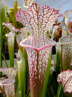 S. leucophylla -- pink and purple pitchers, vigorous and tall plant