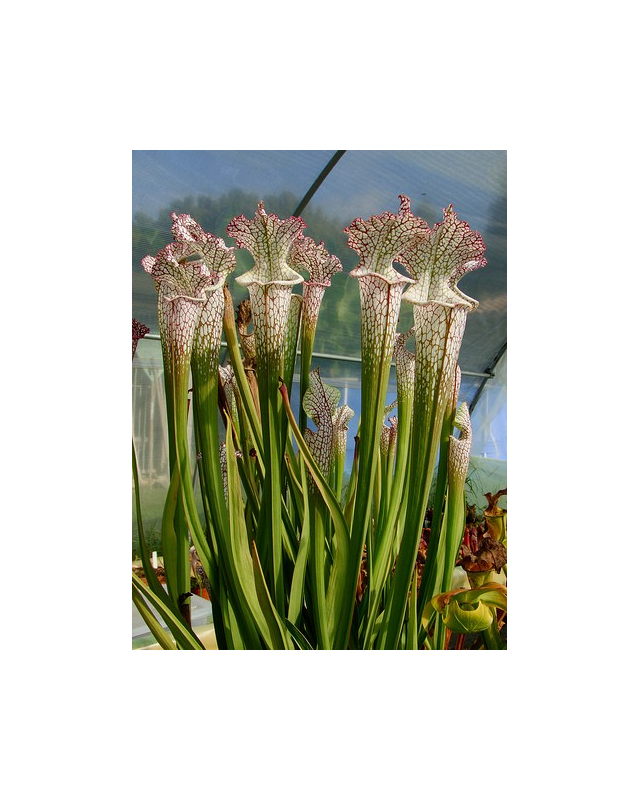 S. leucophylla -- pink and purple pitchers, vigorous and tall plant