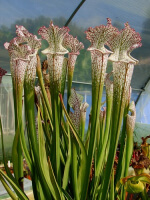 S. leucophylla -- pink and purple pitchers, vigorous and tall plant