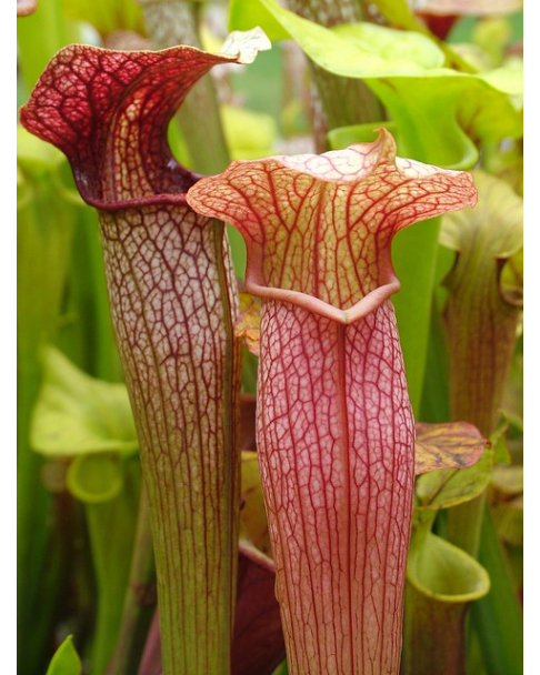 S. x areolata,Very collorful clone, snowwhite flower (Hans Luhrs), Rogier van Loenen SH07