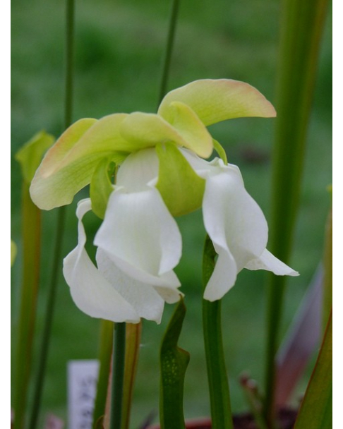 S. x areolata,Very collorful clone, snowwhite flower (Hans Luhrs), Rogier van Loenen SH07