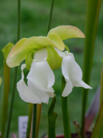 S. x areolata,Very collorful clone, snowwhite flower (Hans Luhrs), Rogier van Loenen SH07