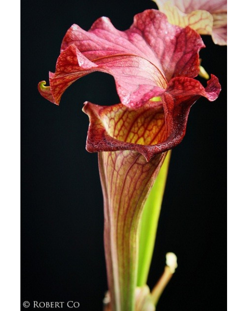 Sarracenia  'Reptilian Rose'