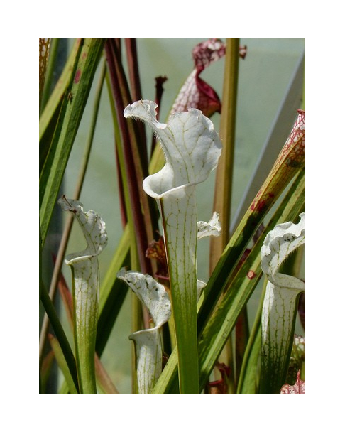 S. leucophylla -- 'Alba' very white tops