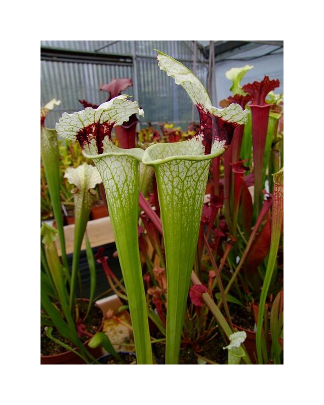 S.x Moorei "A Porais"