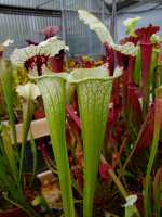 S.x Moorei "A Porais"