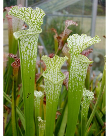 S. leucophylla -- heterophylla, anthocyan free form