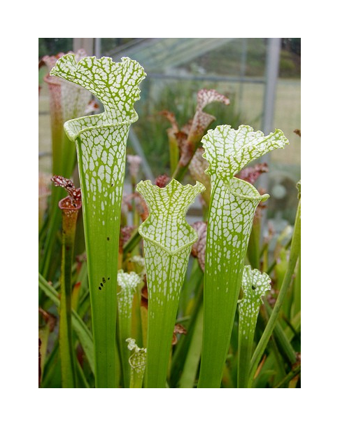 S. leucophylla -- heterophylla, anthocyan free form