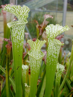 S. leucophylla -- heterophylla, anthocyan free form