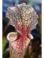 S.x Moorei -- "Conecuh, Covington Co. AL