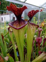 S.x Moorei -- 'Esme Cowlard', (H192,MK)