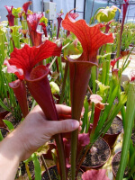 S.x Moorei -- All red, (SM), (H61,MK)