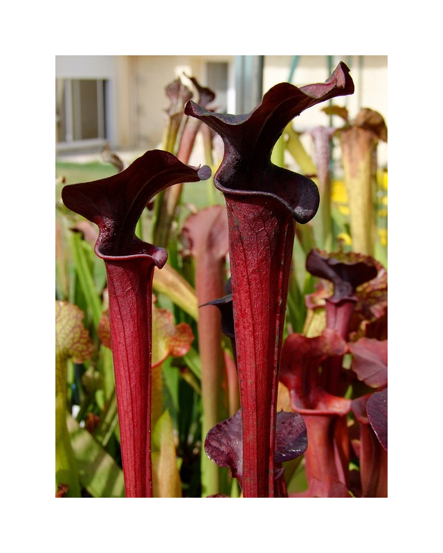 S.'Black Widow' (alata “black throat” x flava rubricorpora)