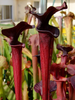 S.'Black Widow' (alata “black throat” x flava rubricorpora)